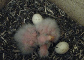 Day 7 after first Eastern Rosella Chick hatched
